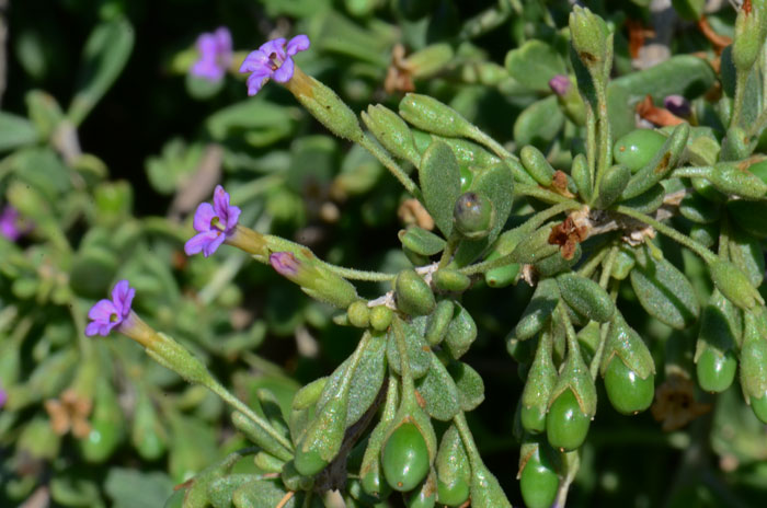 Fremont's Thornbush is an attractive plant with fleshy leaves, showy flowery and plump, juicy scarlet-red berries. Lycium fremontii